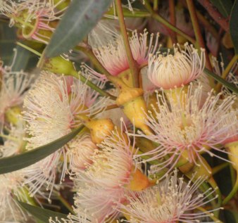 Eucalyptus Lemon Essential Oil China 2